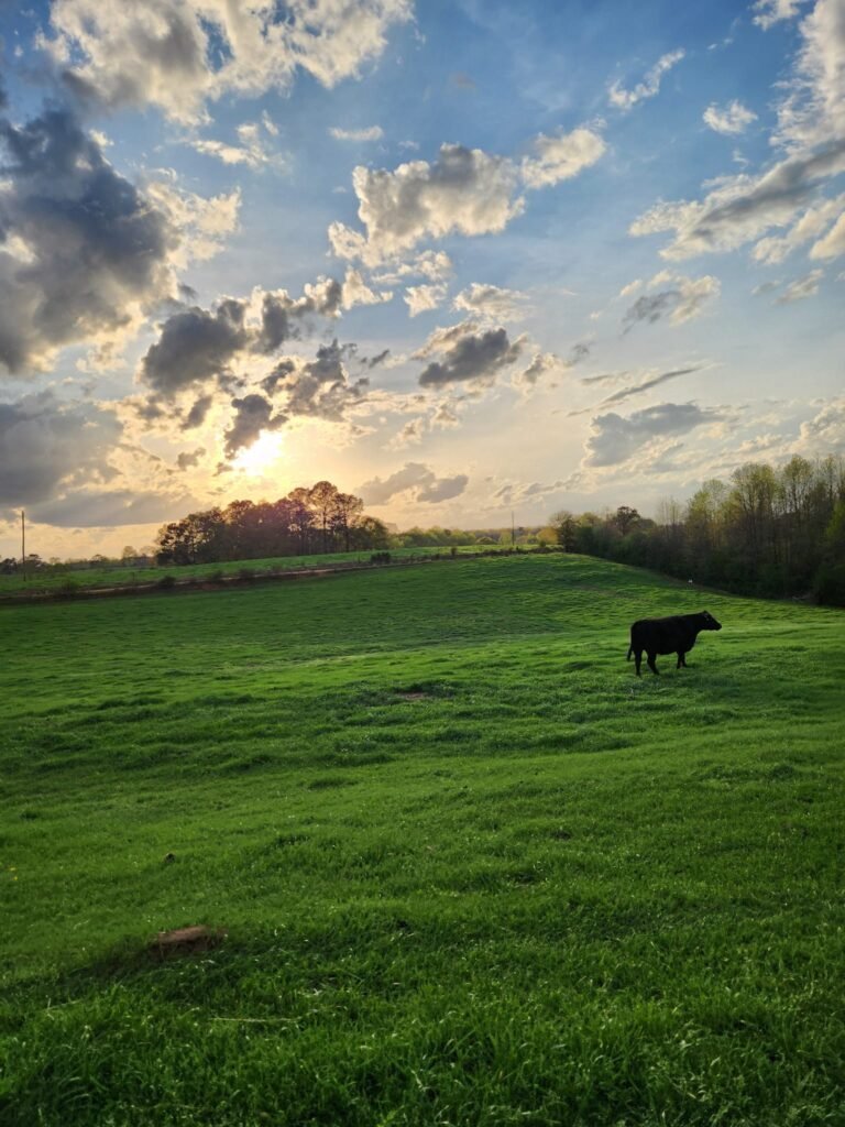 Pasture Raised Beef Dog Treats